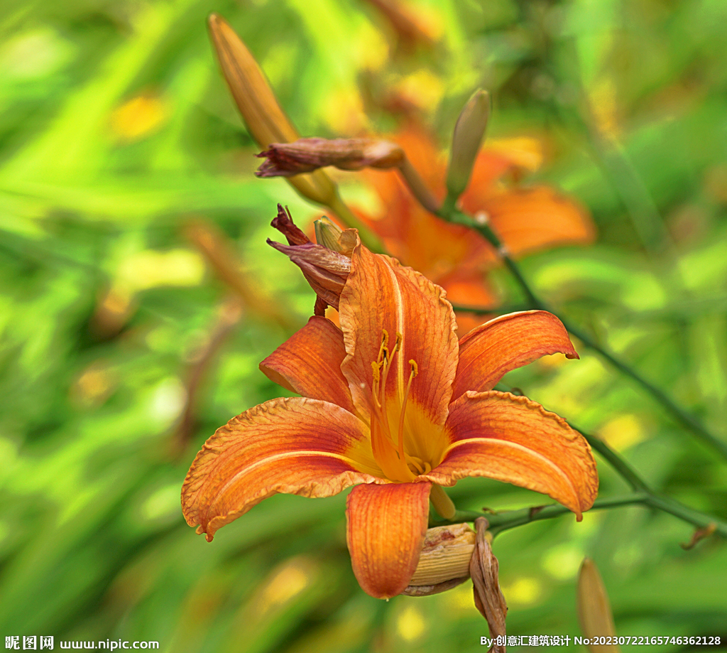 百合花
