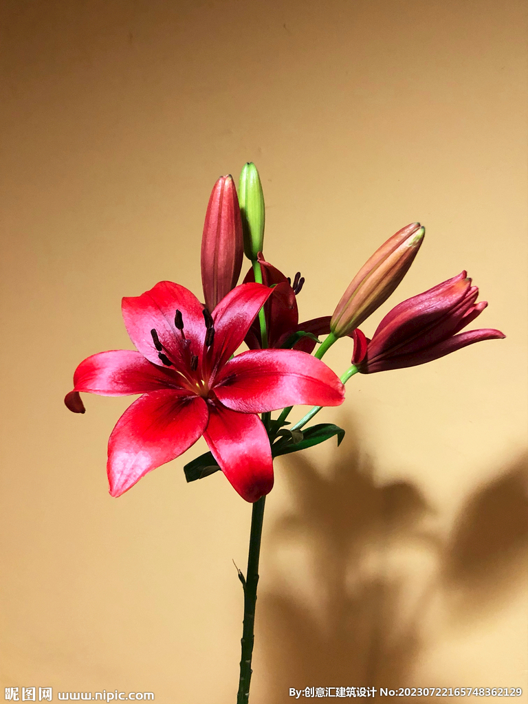 百合花