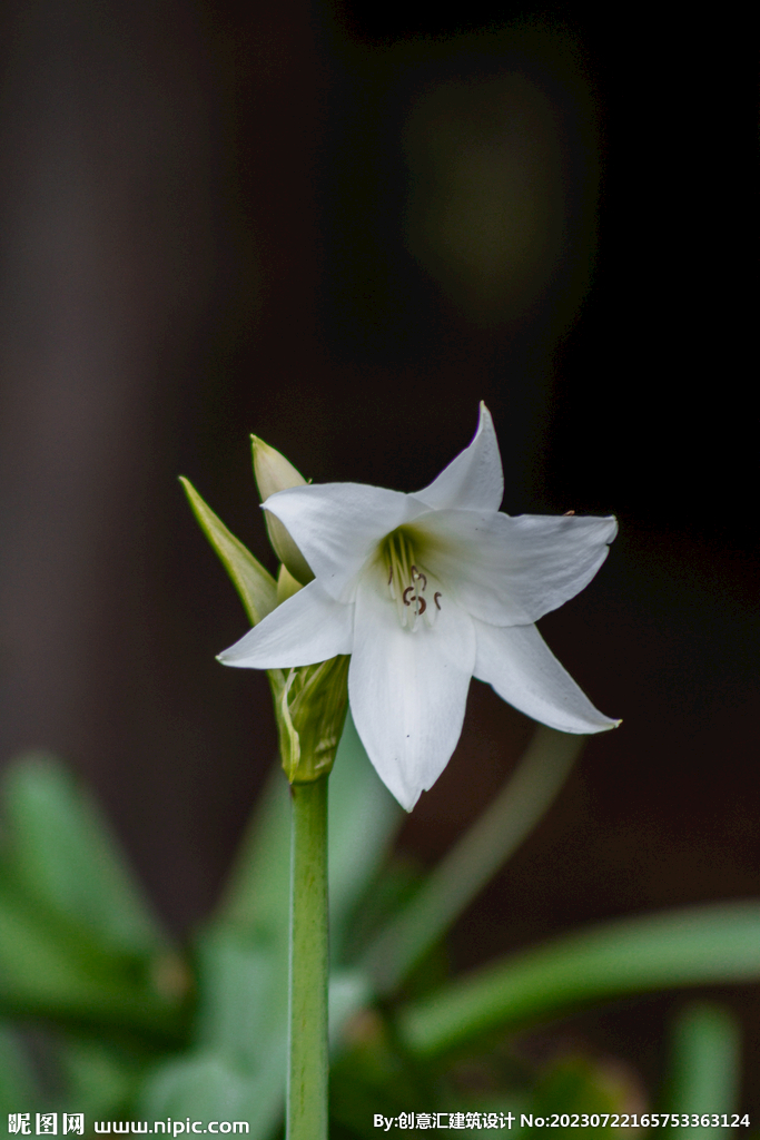 百合花