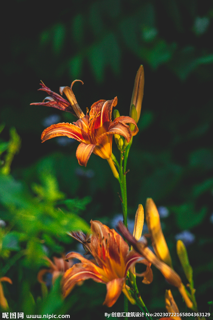 百合花