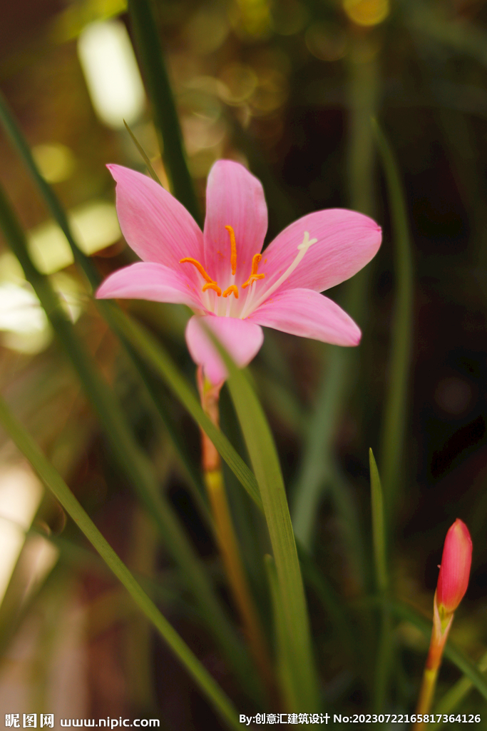 百合花