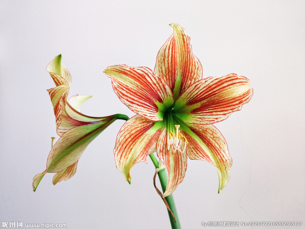百合花