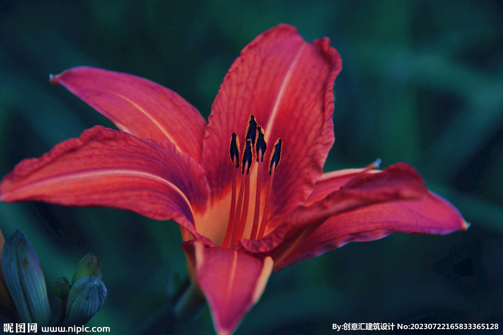 百合花