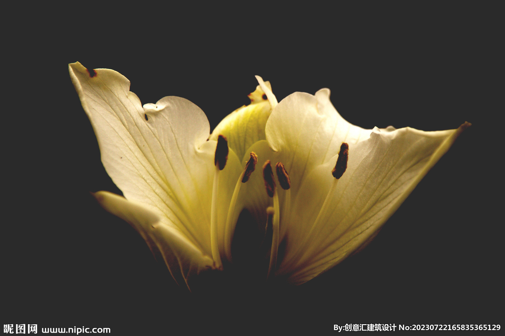 百合花