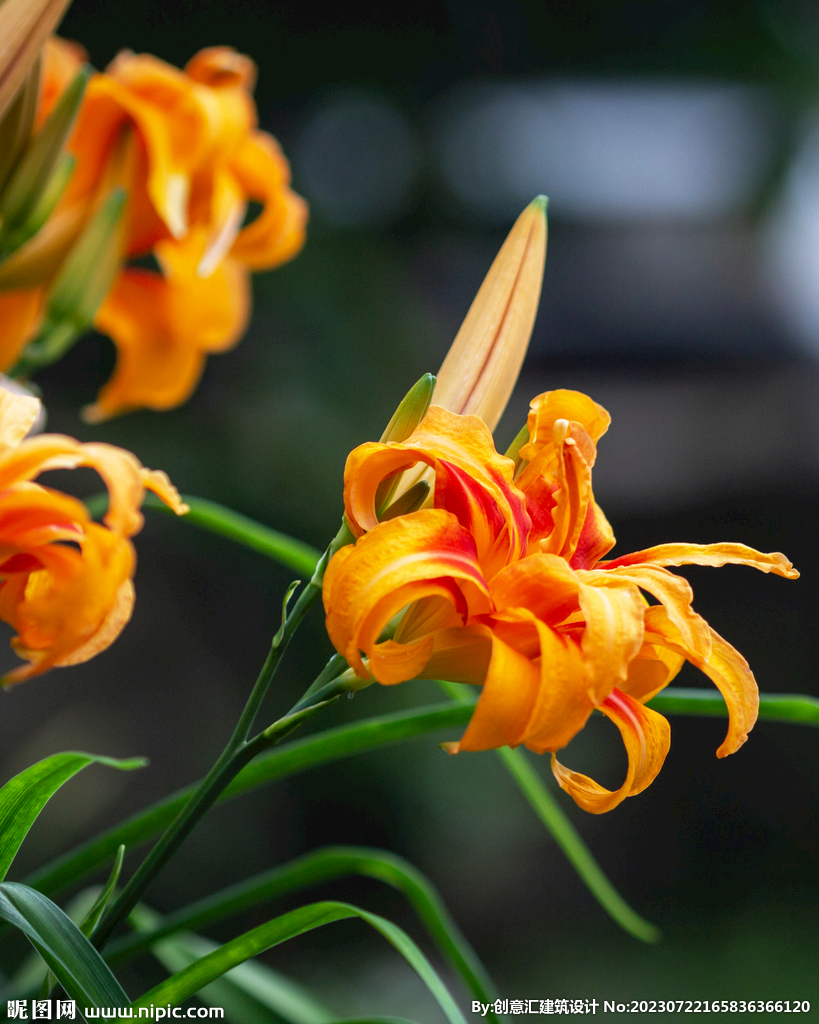 百合花