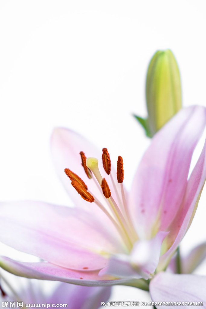 百合花