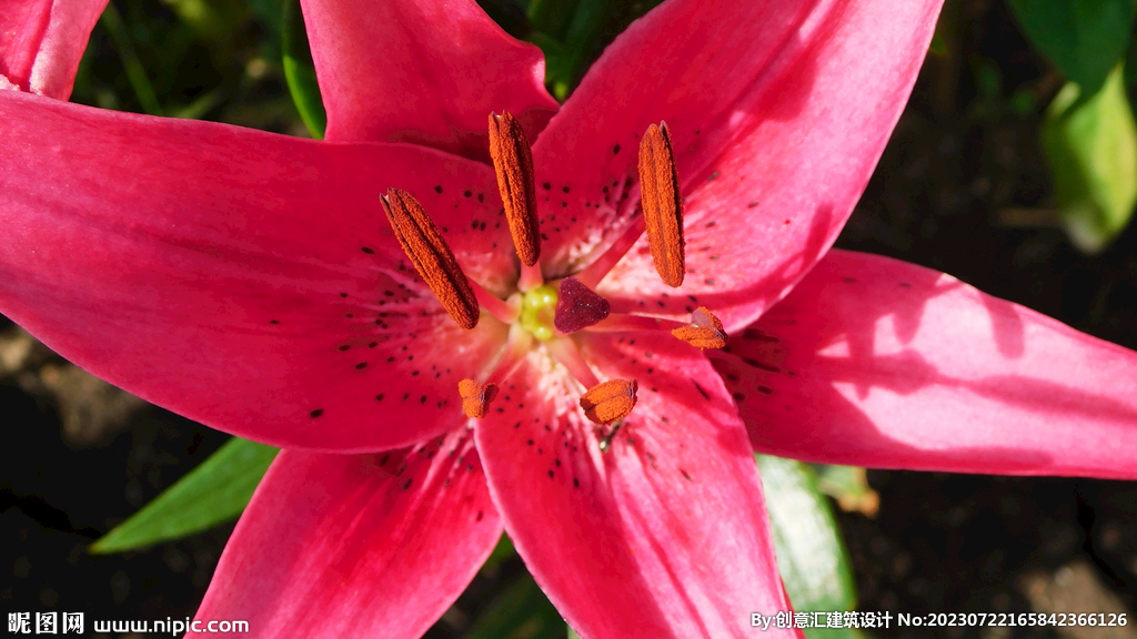 百合花
