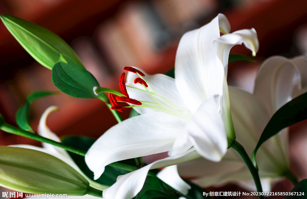 百合花