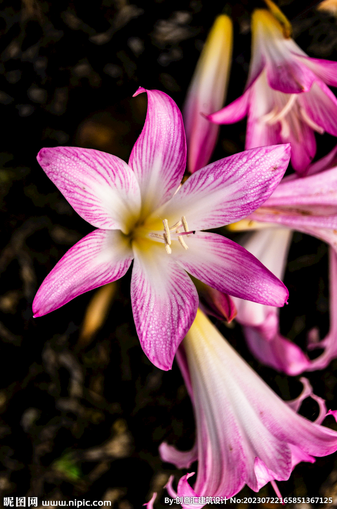 百合花