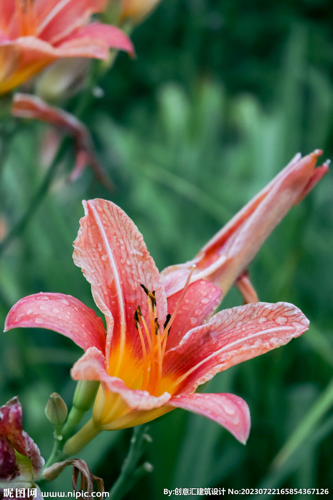 百合花