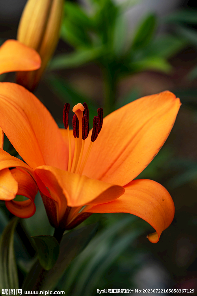 百合花