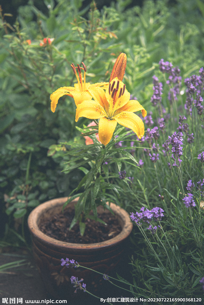 百合花