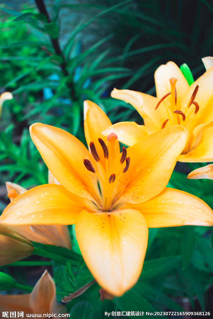 百合花