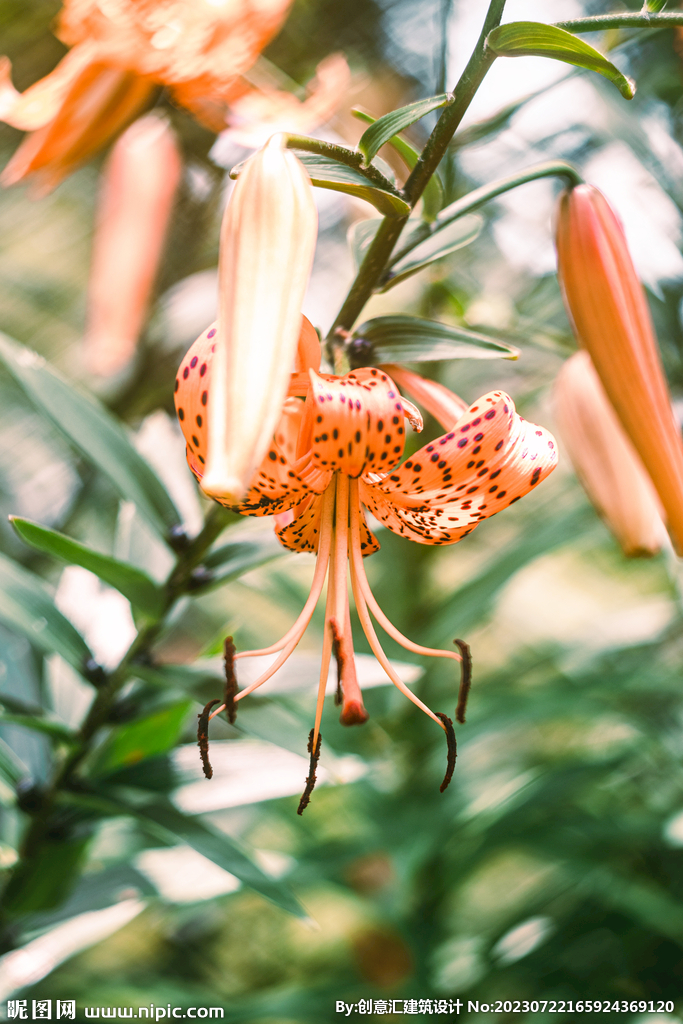 百合花