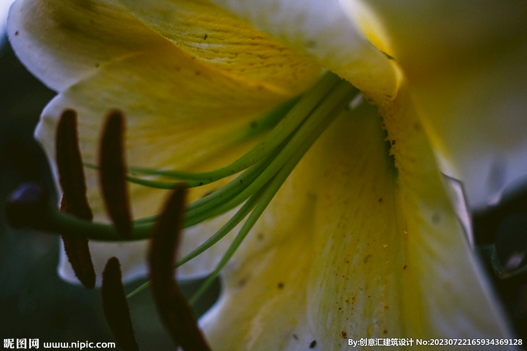 百合花