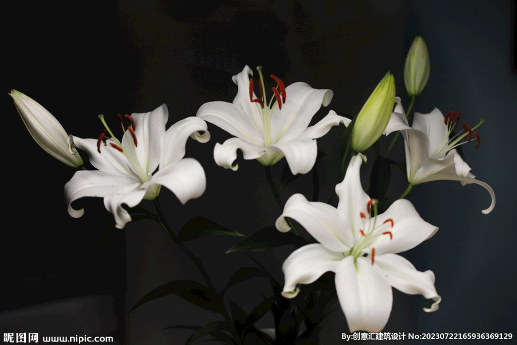 百合花
