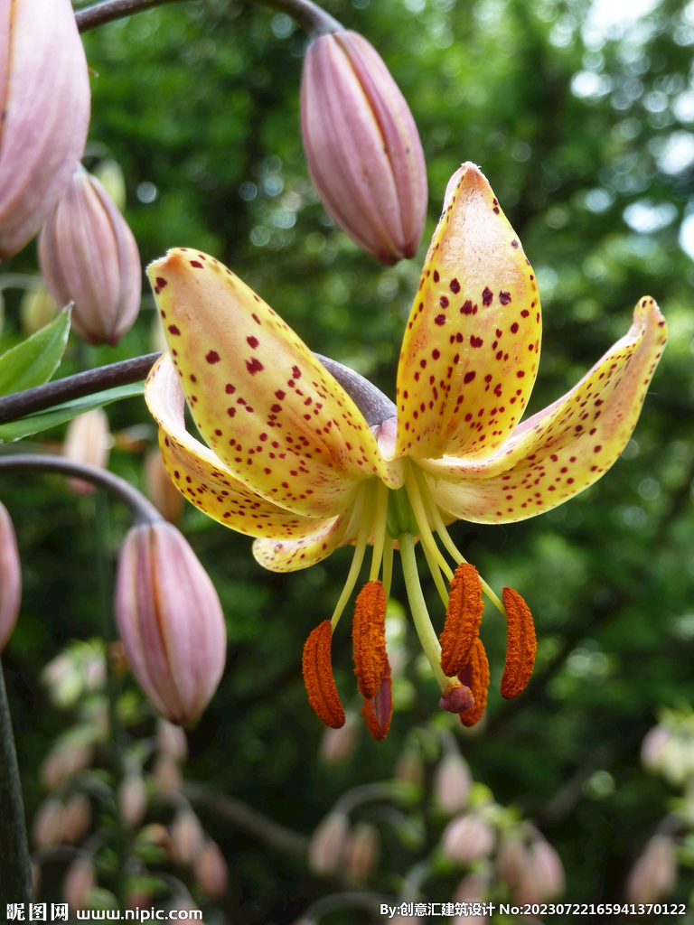 百合花