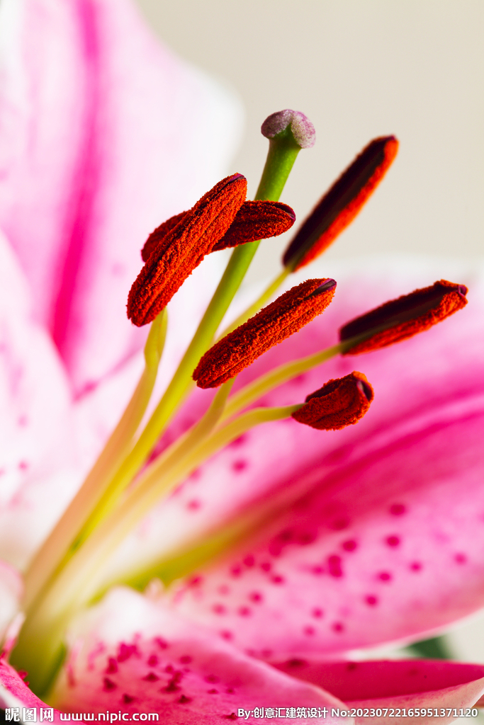 百合花