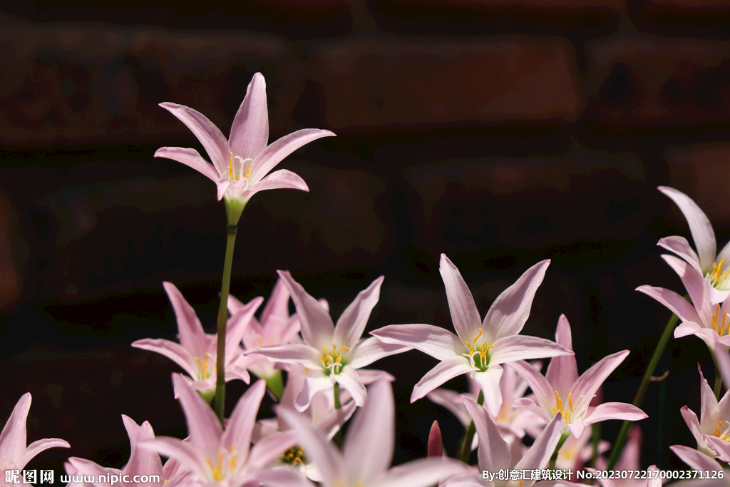 百合花