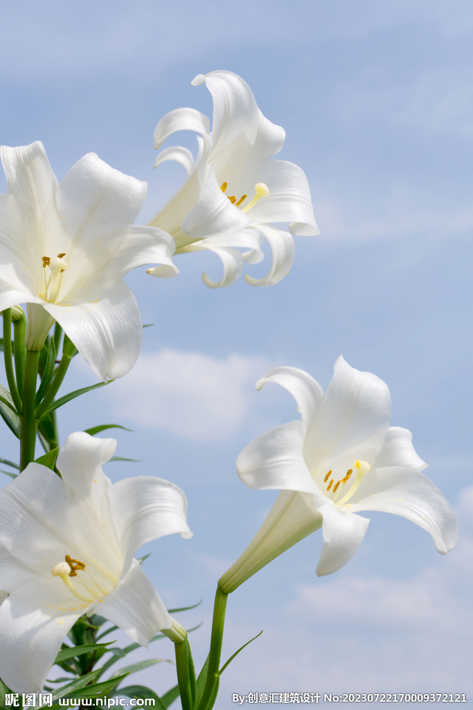 百合花