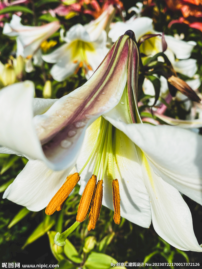 百合花