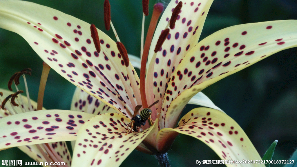 百合花