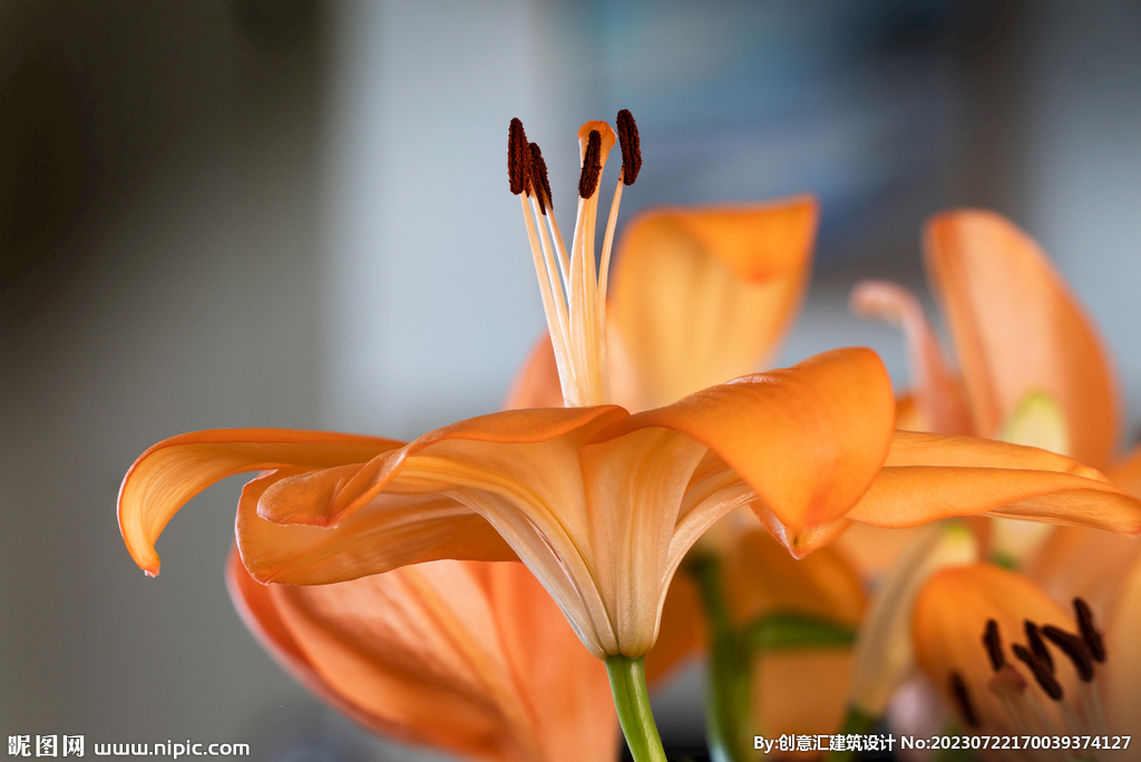百合花