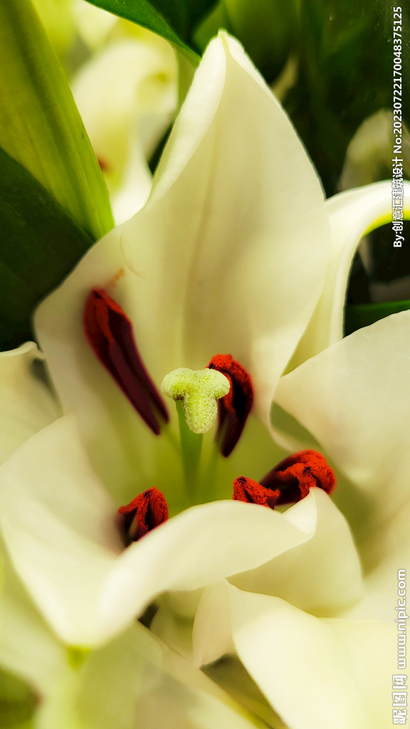 百合花