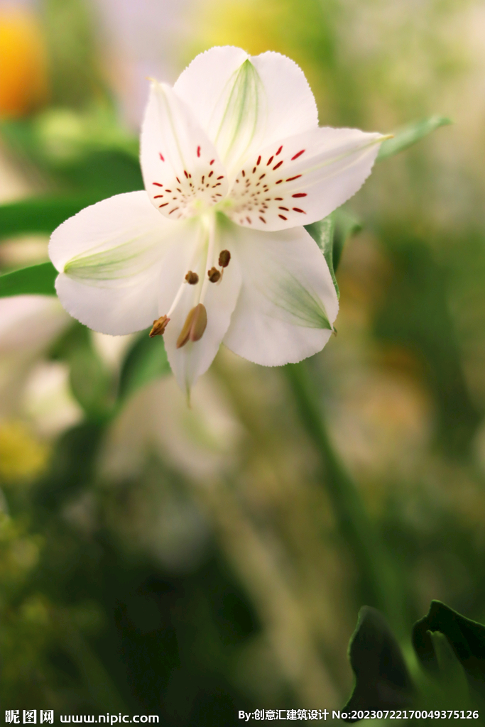 百合花