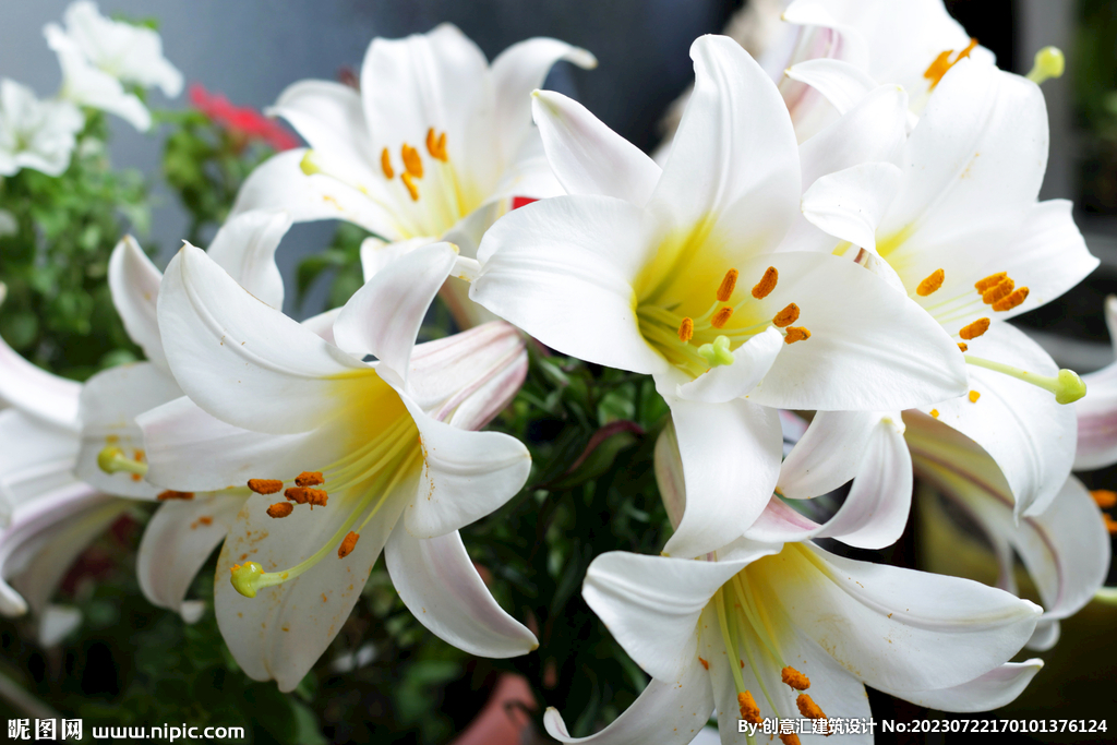 百合花