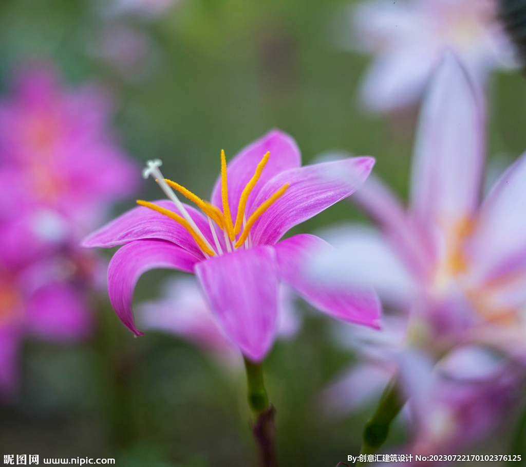 百合花