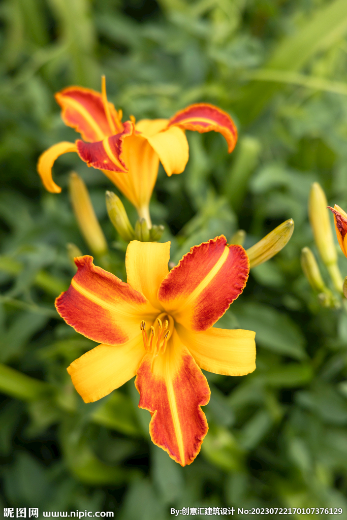 百合花
