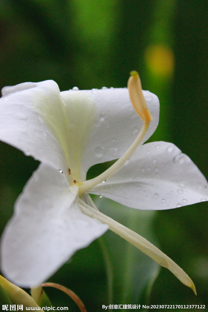 百合花
