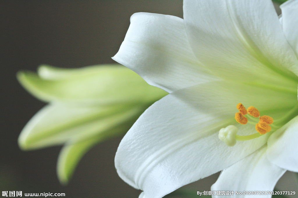 百合花