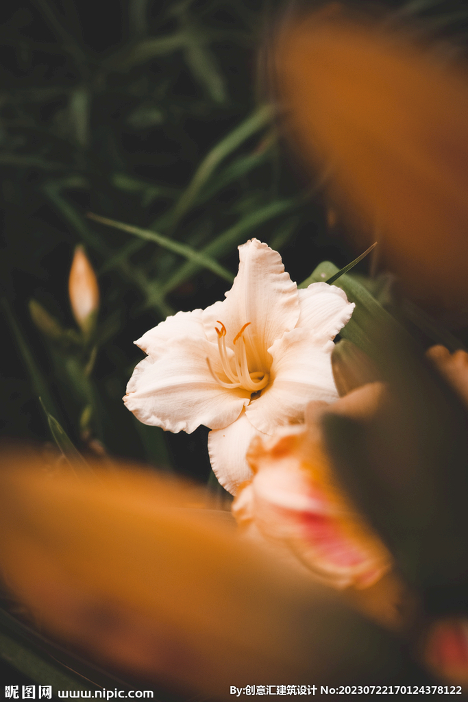 百合花