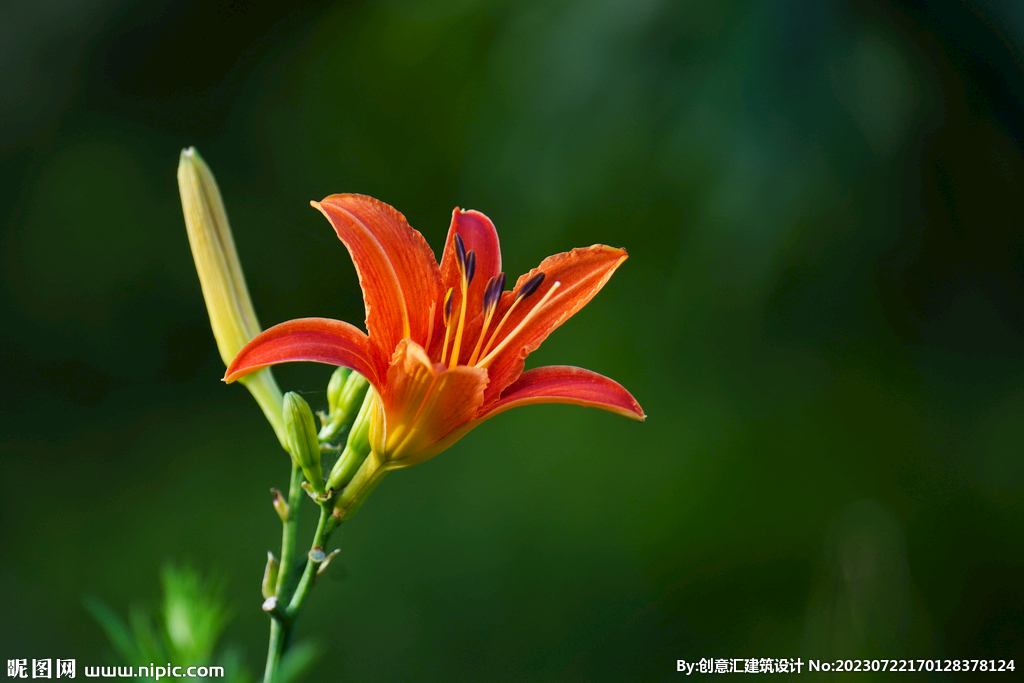 百合花