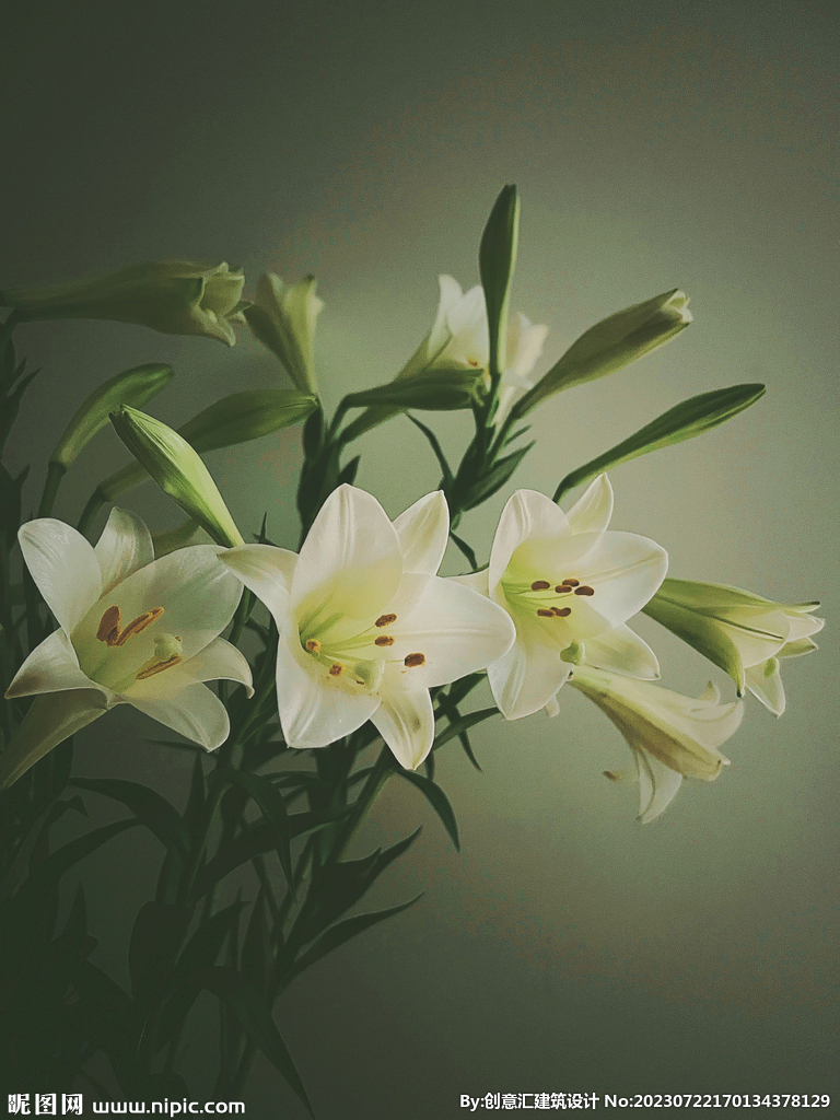 百合花