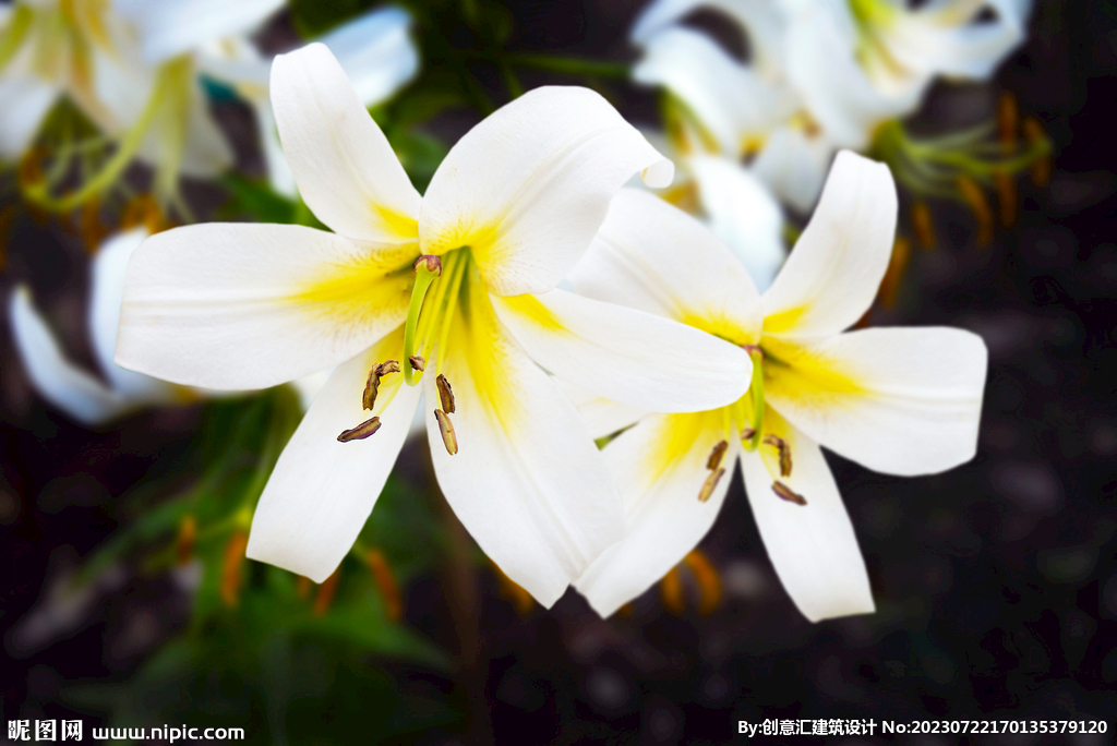 百合花