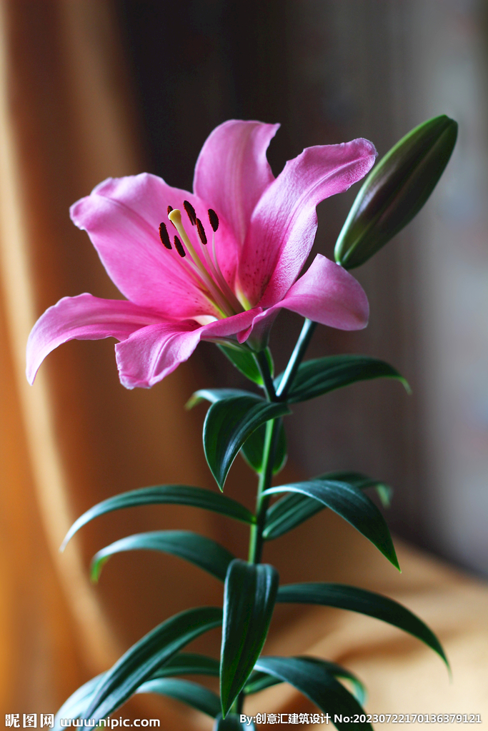 百合花