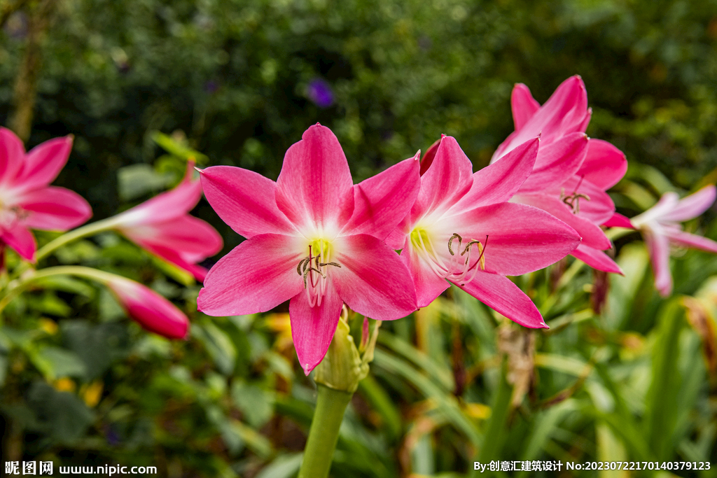 百合花
