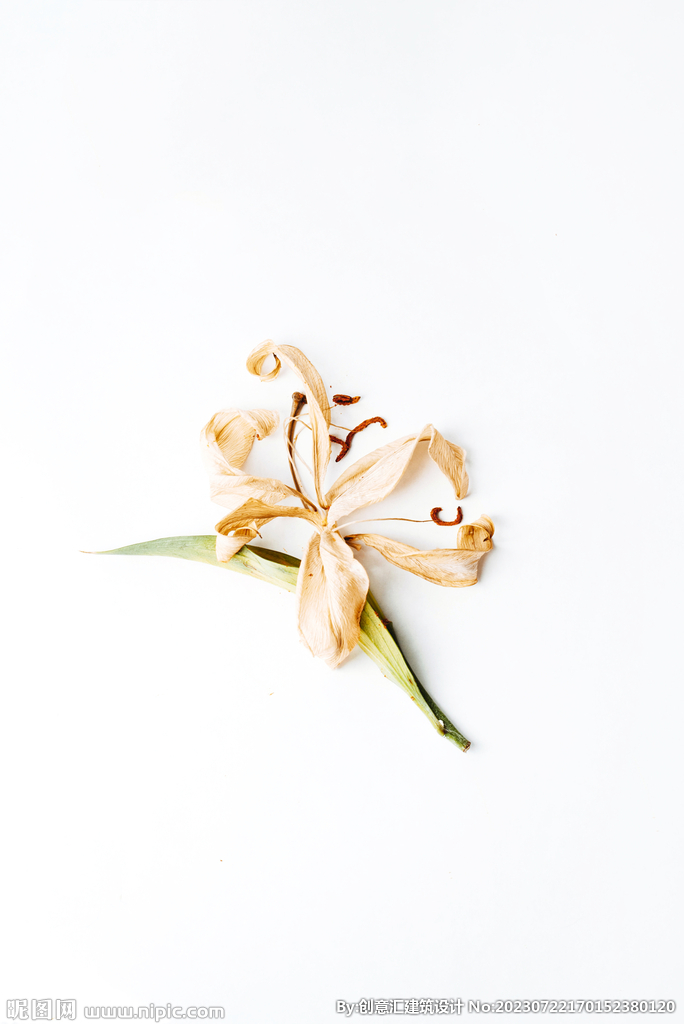 百合花