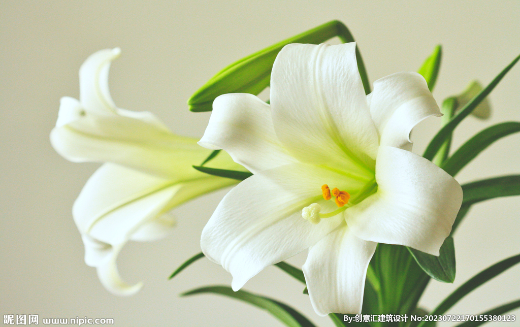 百合花