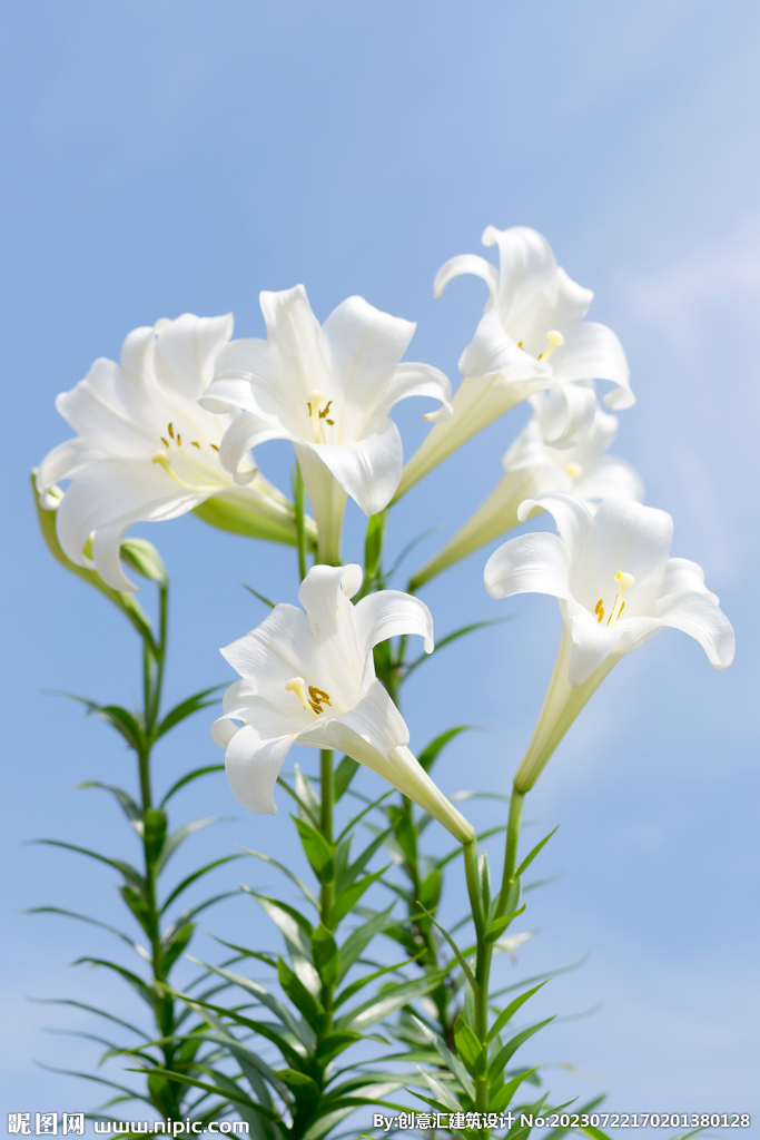 百合花