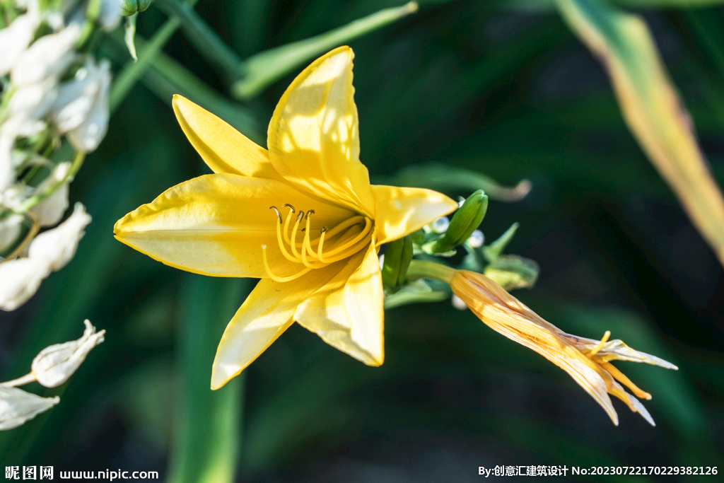 百合花