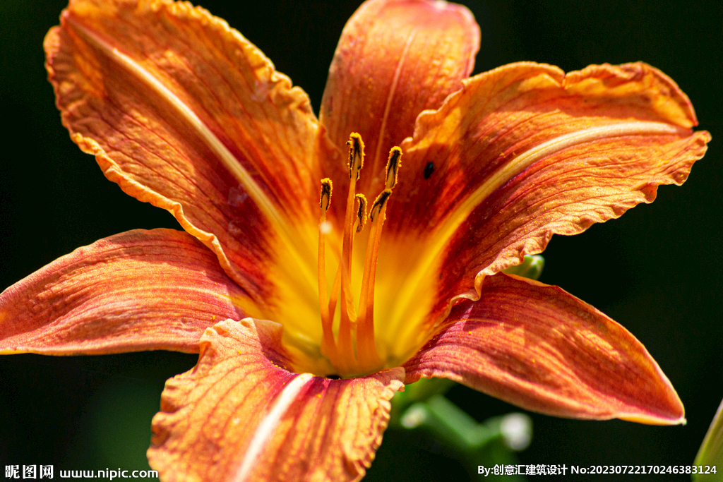 百合花