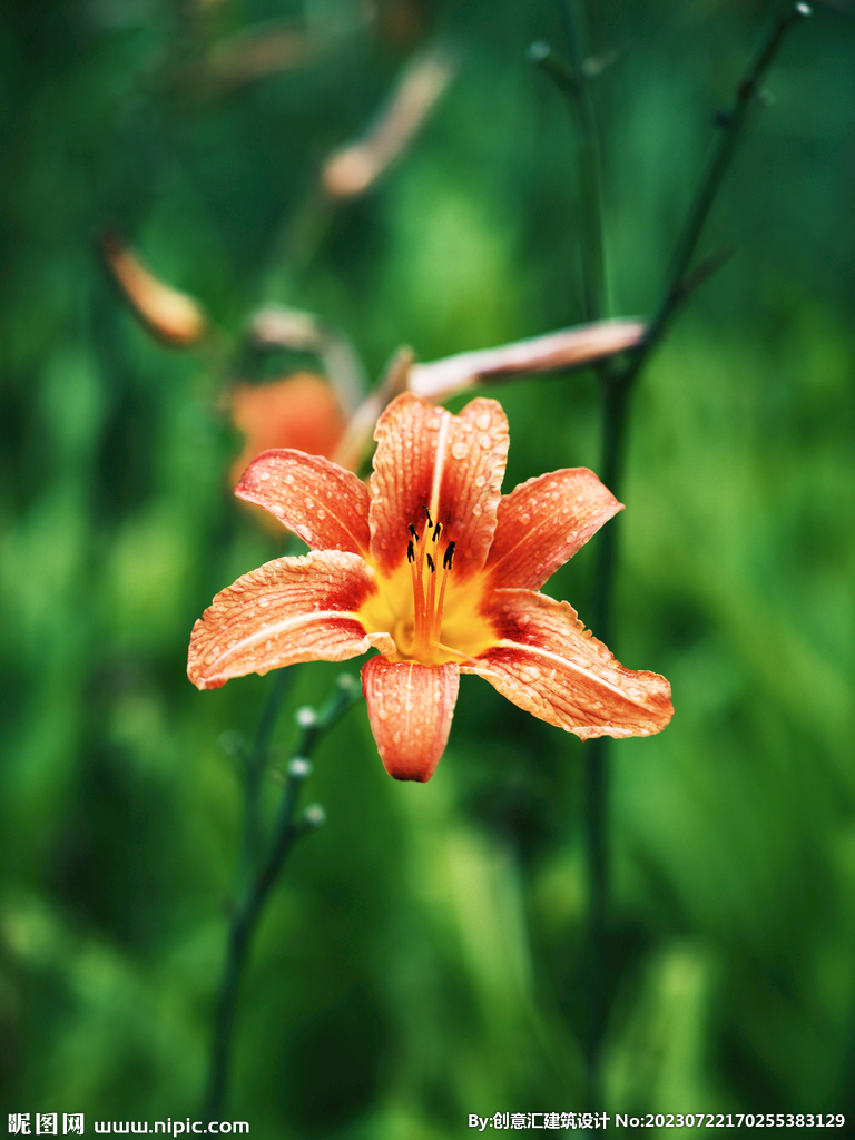 百合花