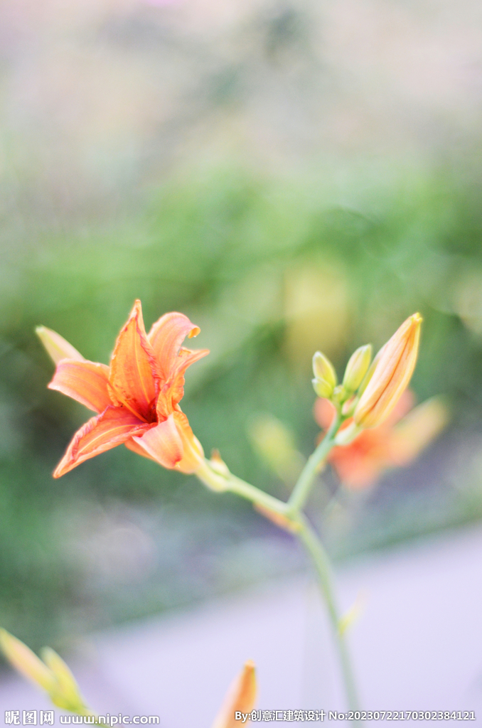 百合花