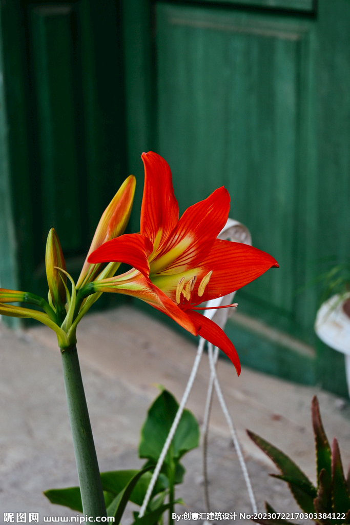 百合花