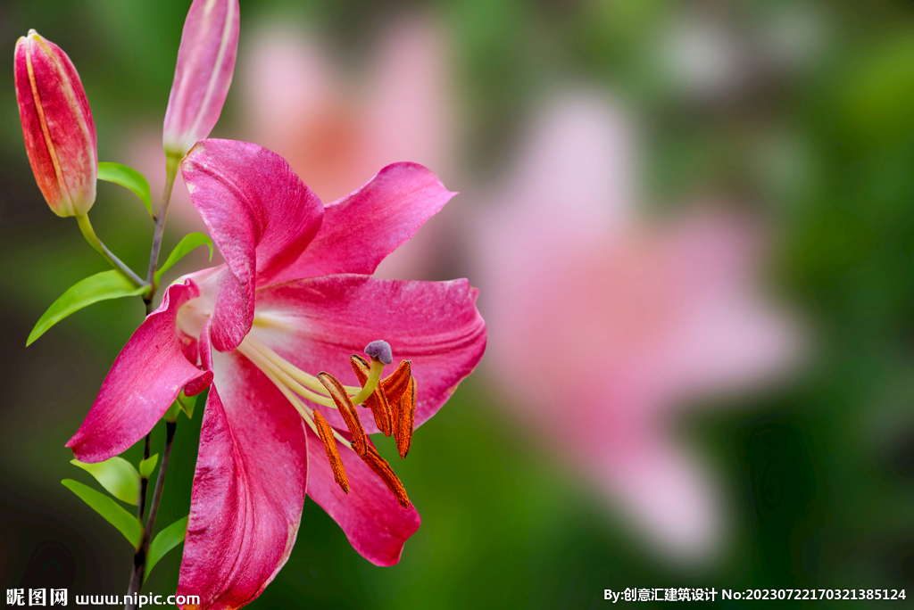 百合花