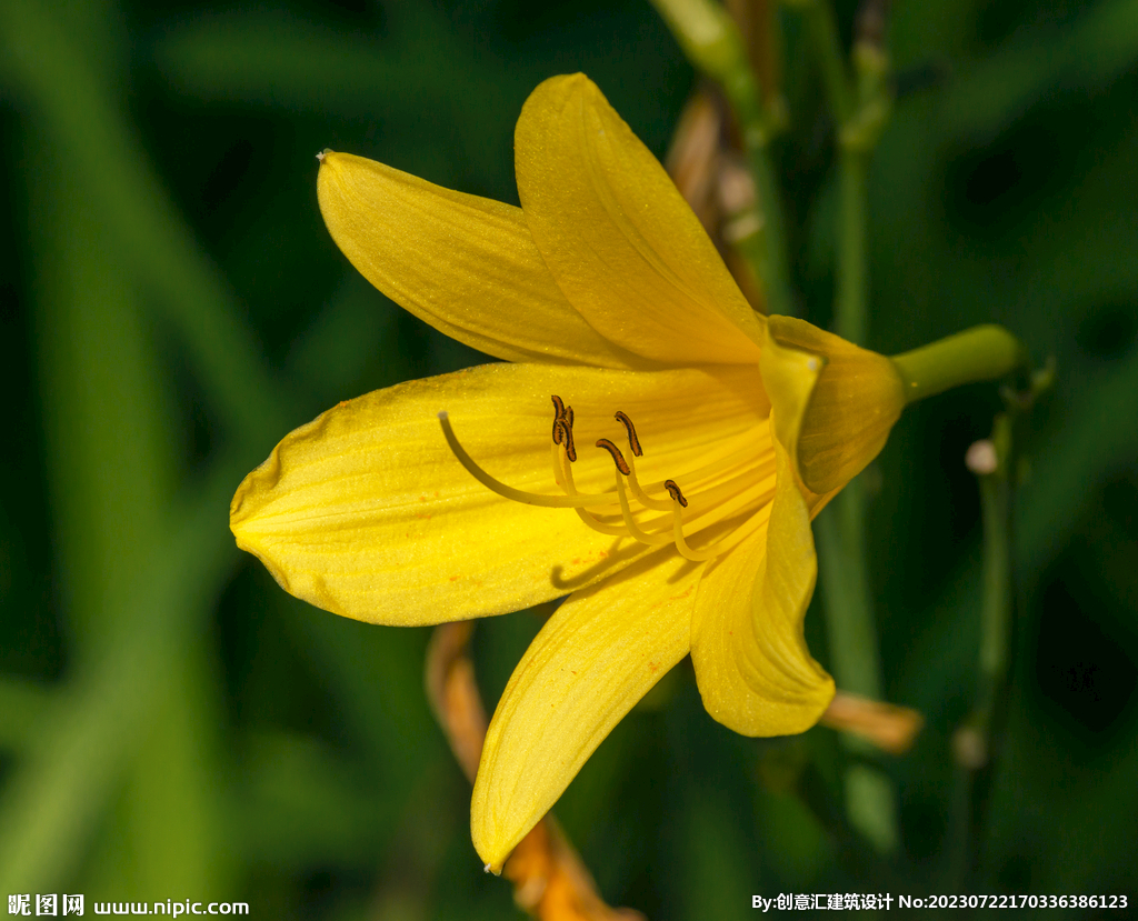 百合花